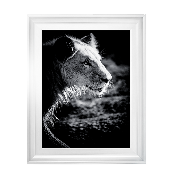 Male Lion III
