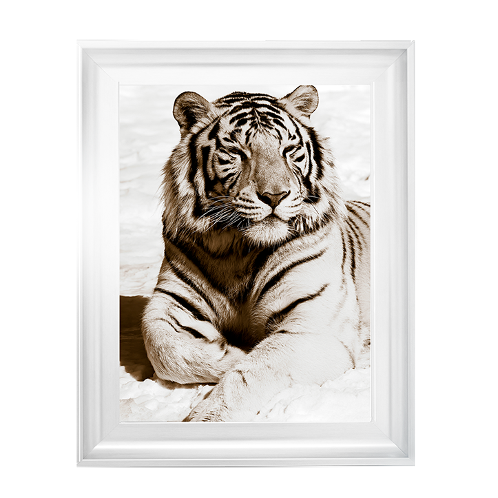 AN043 African Animals Series - Tiger A