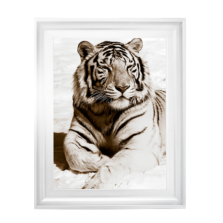 AN043 African Animals Series - Tiger A