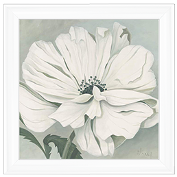 White poppy