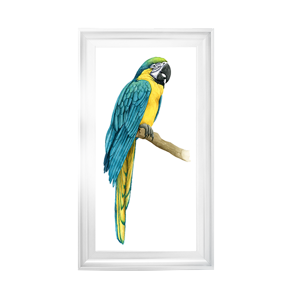 Teal Macaw I