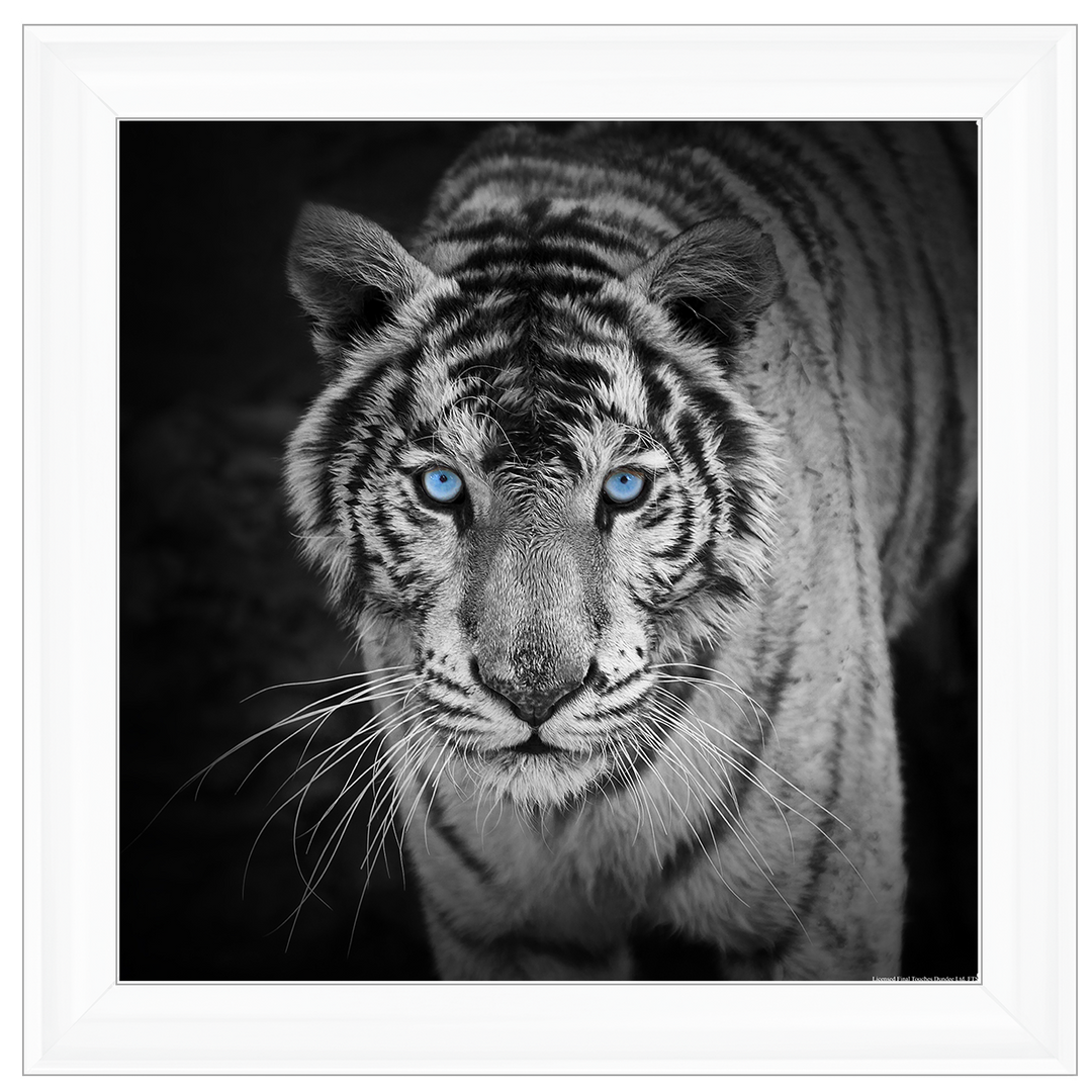 AN001 Blue Eyes Tiger
