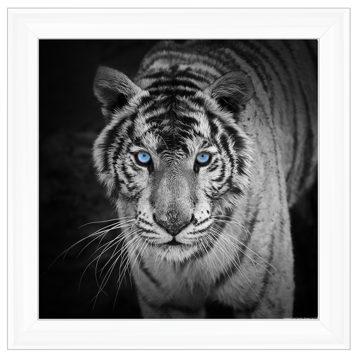 AN001 Blue Eyes Tiger
