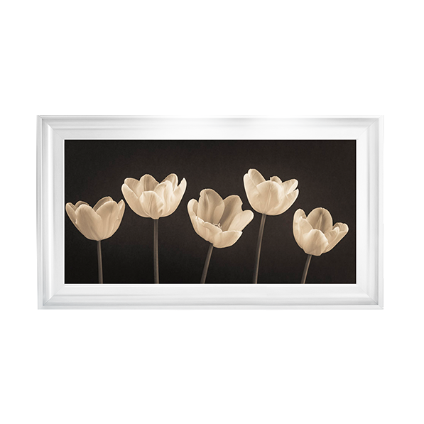 Five Tulips in a row