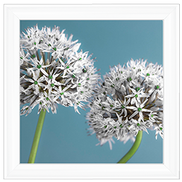 Two Allium flowers