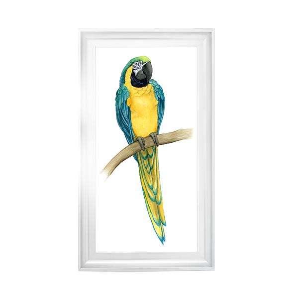 Teal Macaw II