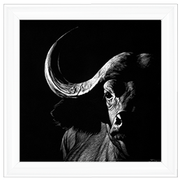 Wildlife Scratchboards VIII