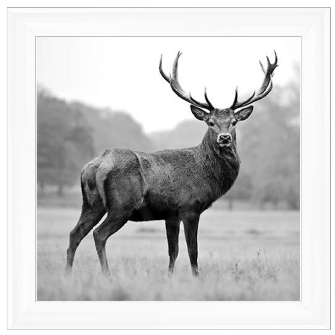 AN007 Proud Deer