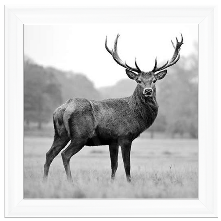 AN007 Proud Deer