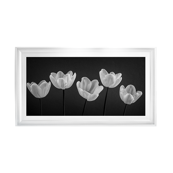 Five Tulips in a row