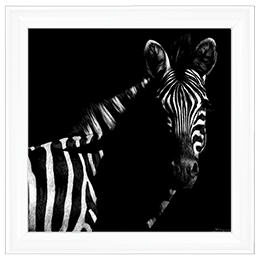 Wildlife Scratchboards IV