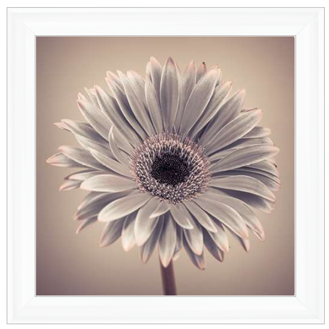 FL013 Pink Gerbera 1