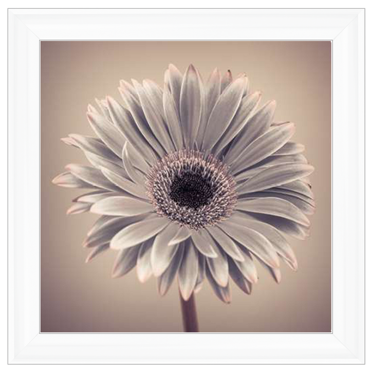 FL013 Pink Gerbera 1