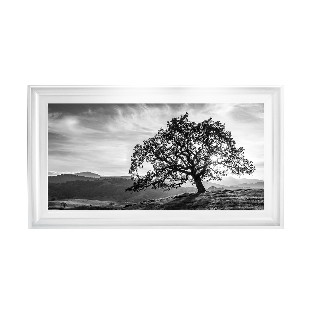 Lone tree black and white