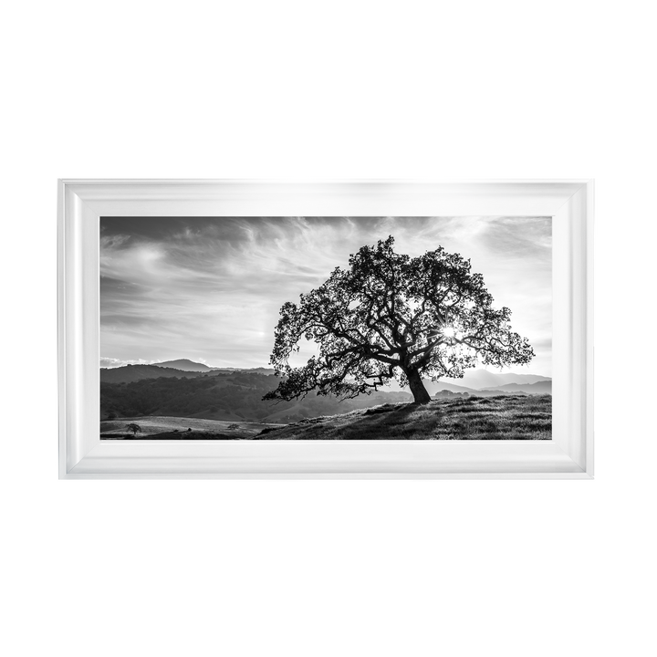Lone tree black and white