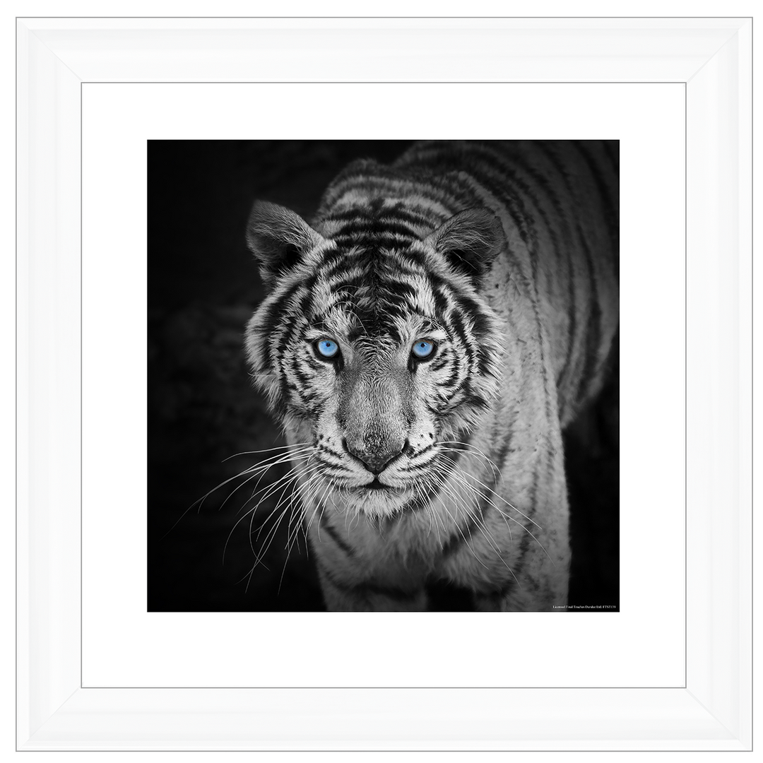 AN001 Blue Eyes Tiger