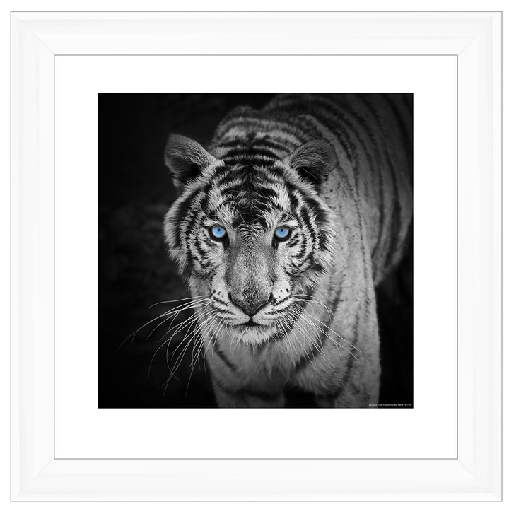 AN001 Blue Eyes Tiger