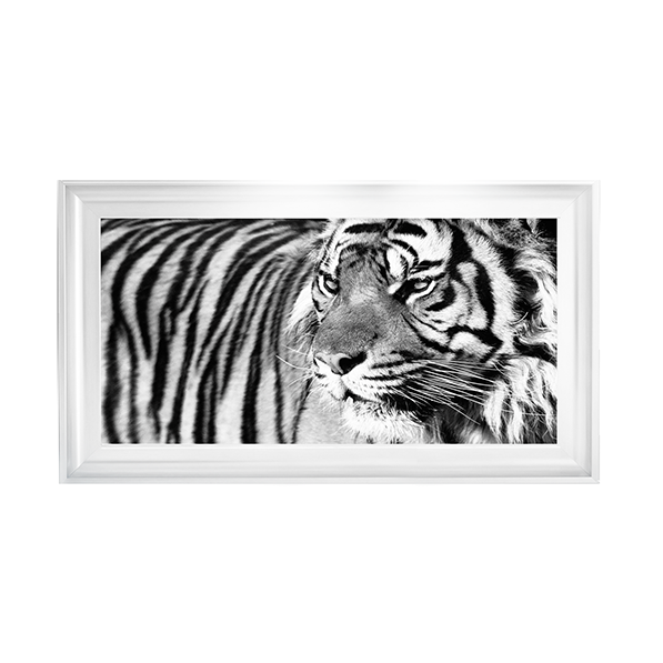 Tiger Eyes