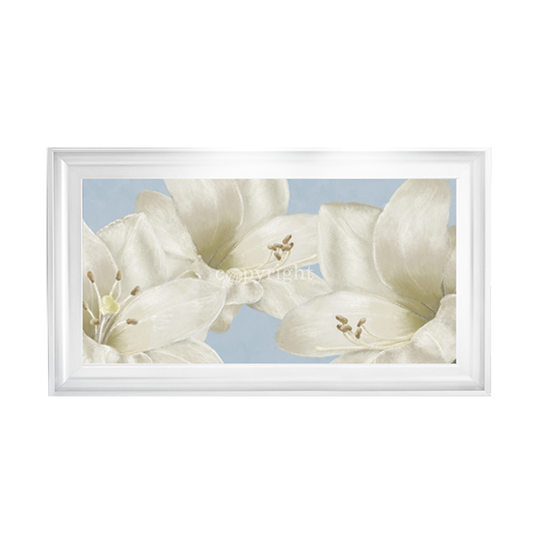 White Amaryllis III