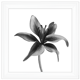 FL012 Lily