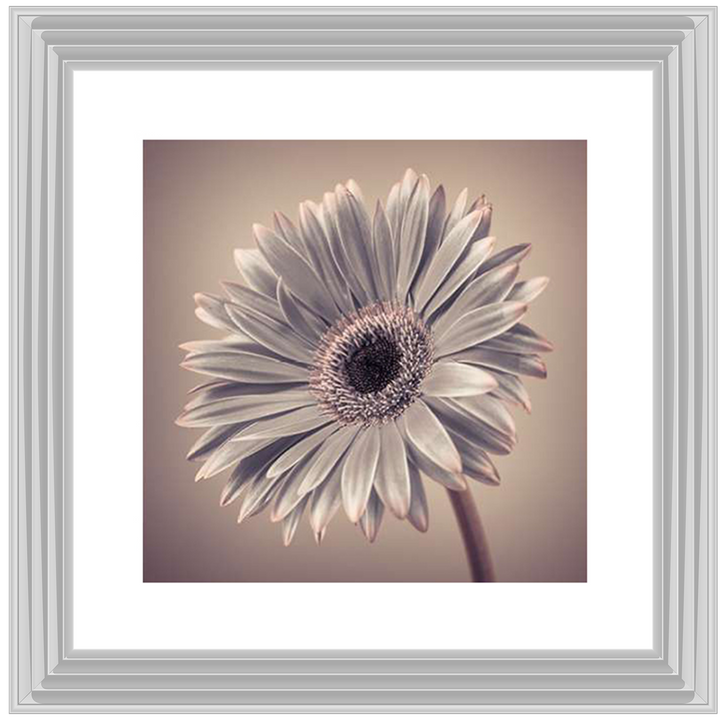 FL014 Pink Gerbera 2