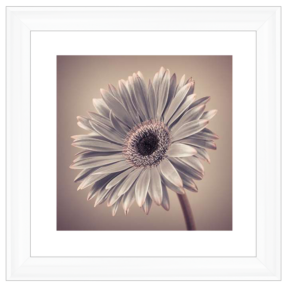 FL014 Pink Gerbera 2